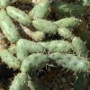 Opuntia_panellana_1